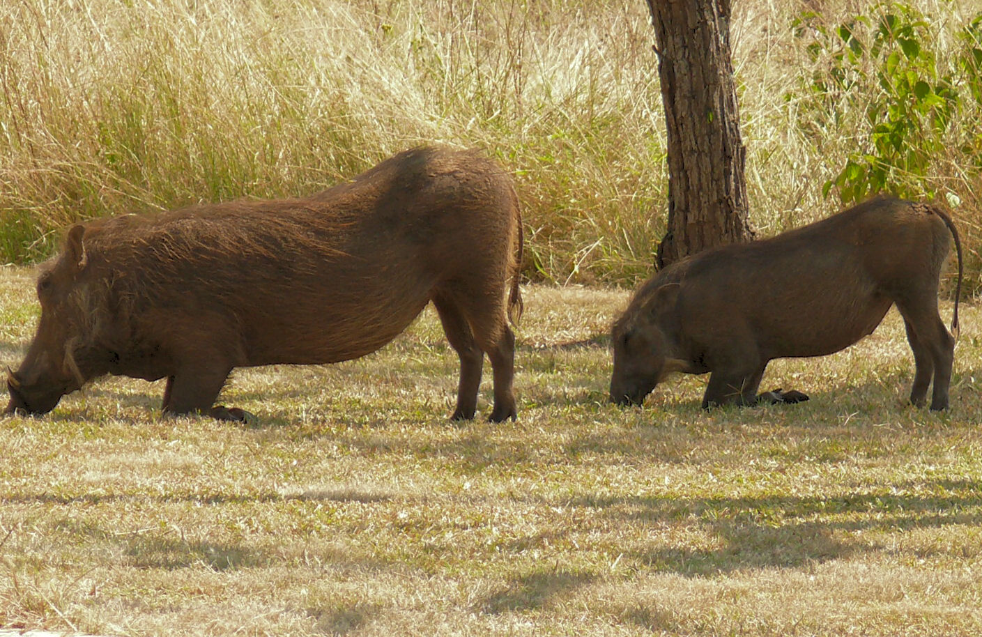 a couple of cows are standing in the grass