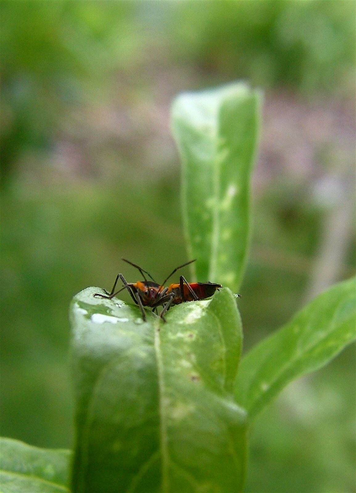 a couple of bugs are sitting on the edge of a leaf