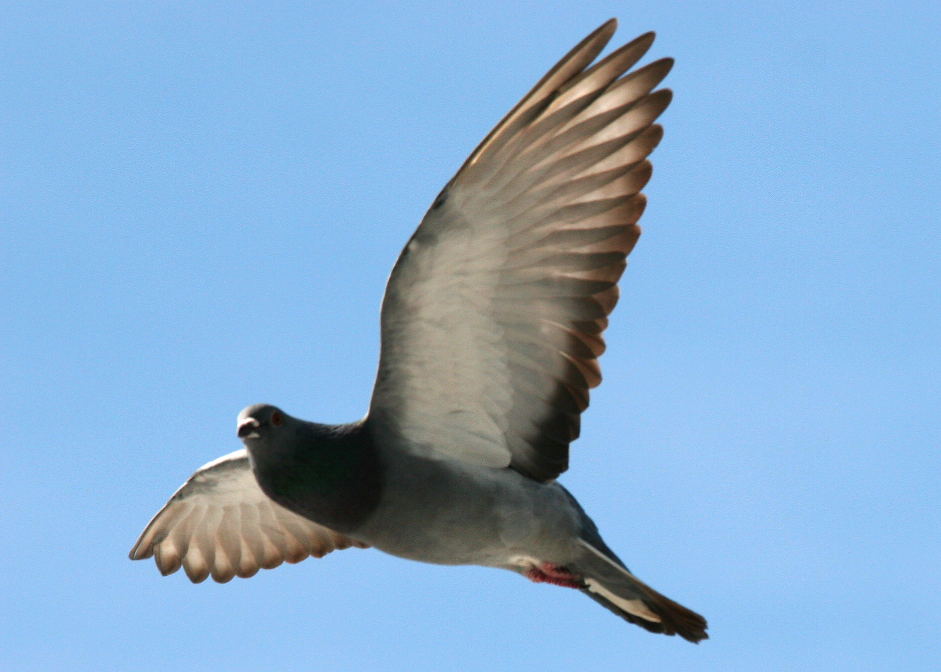 a single bird flying through a blue sky