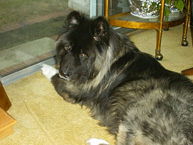 black and white dog laying on the floor with his paws near a glass door