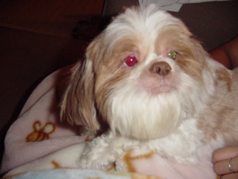 a small dog with pink eyes sitting on a bed