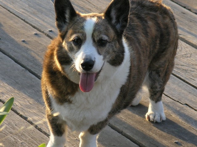 an adorable brown and white dog standing on a wooden deck