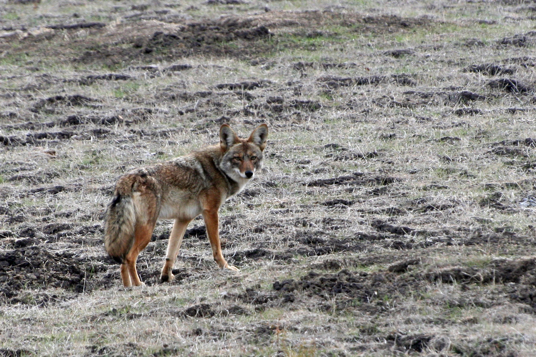 a lone wolf walking through a field with rocks