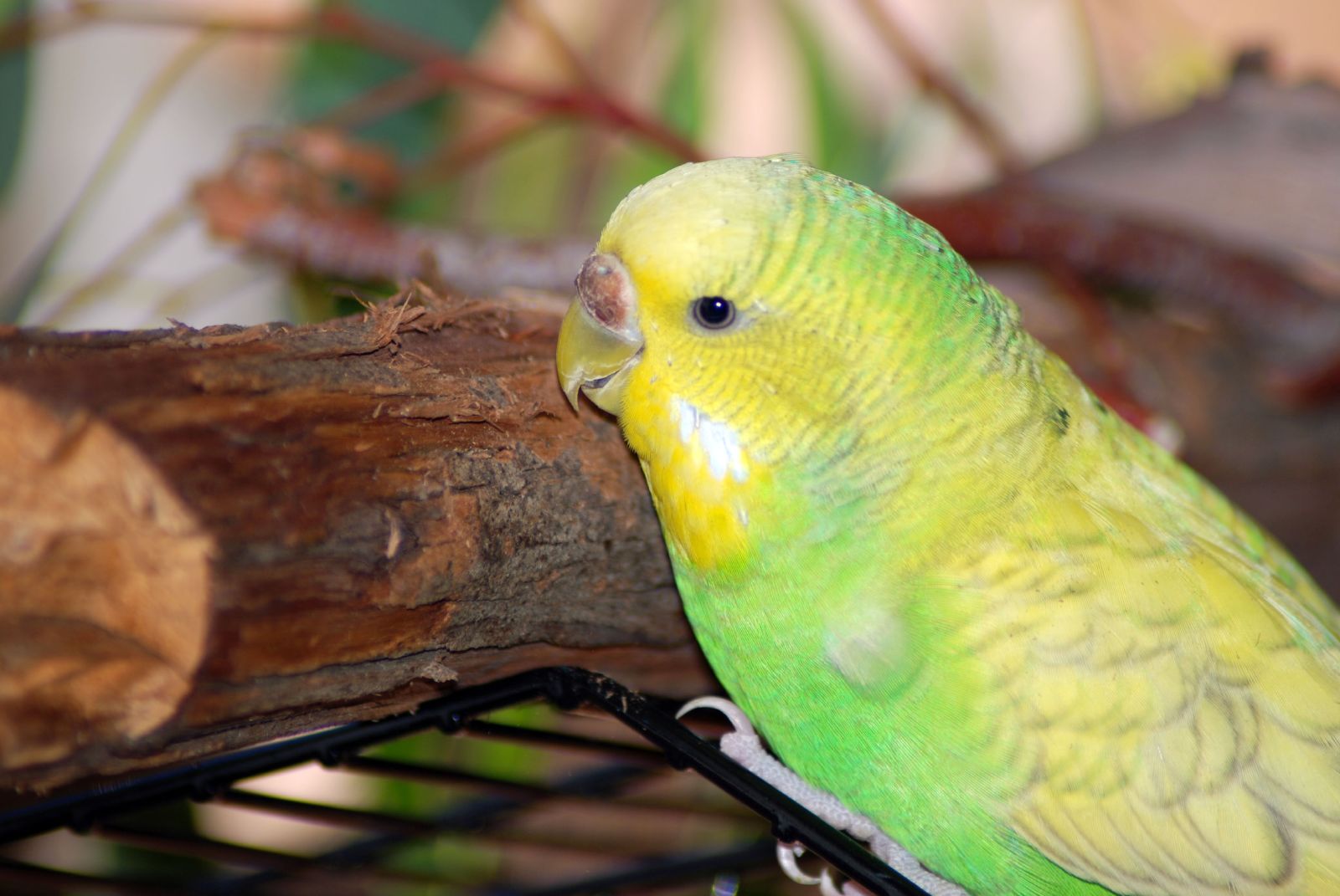 a green parrot sitting on top of a wooden tree trunk