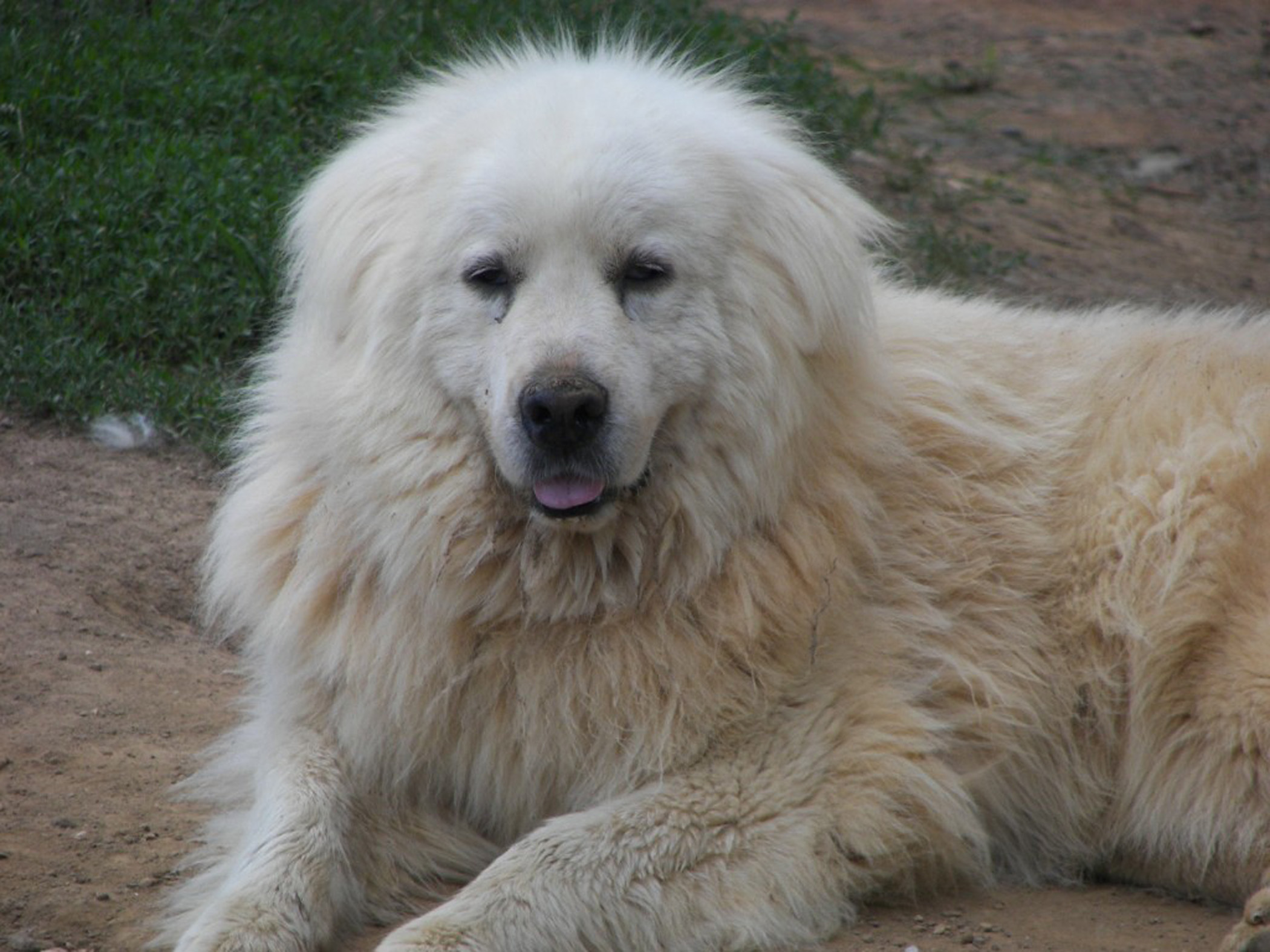 a big white dog laying on top of a dirt field