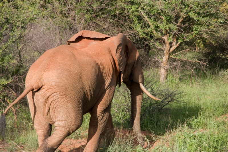 an elephant walking through grass next to trees