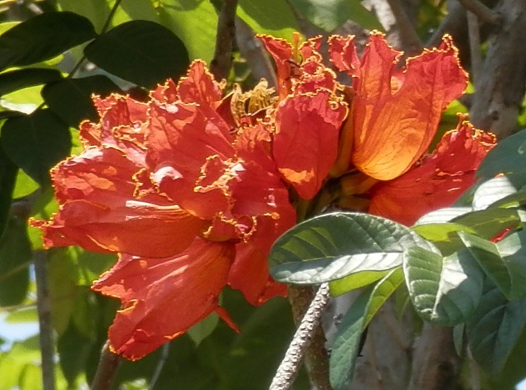 a large orange flower with some green leaves on the outside