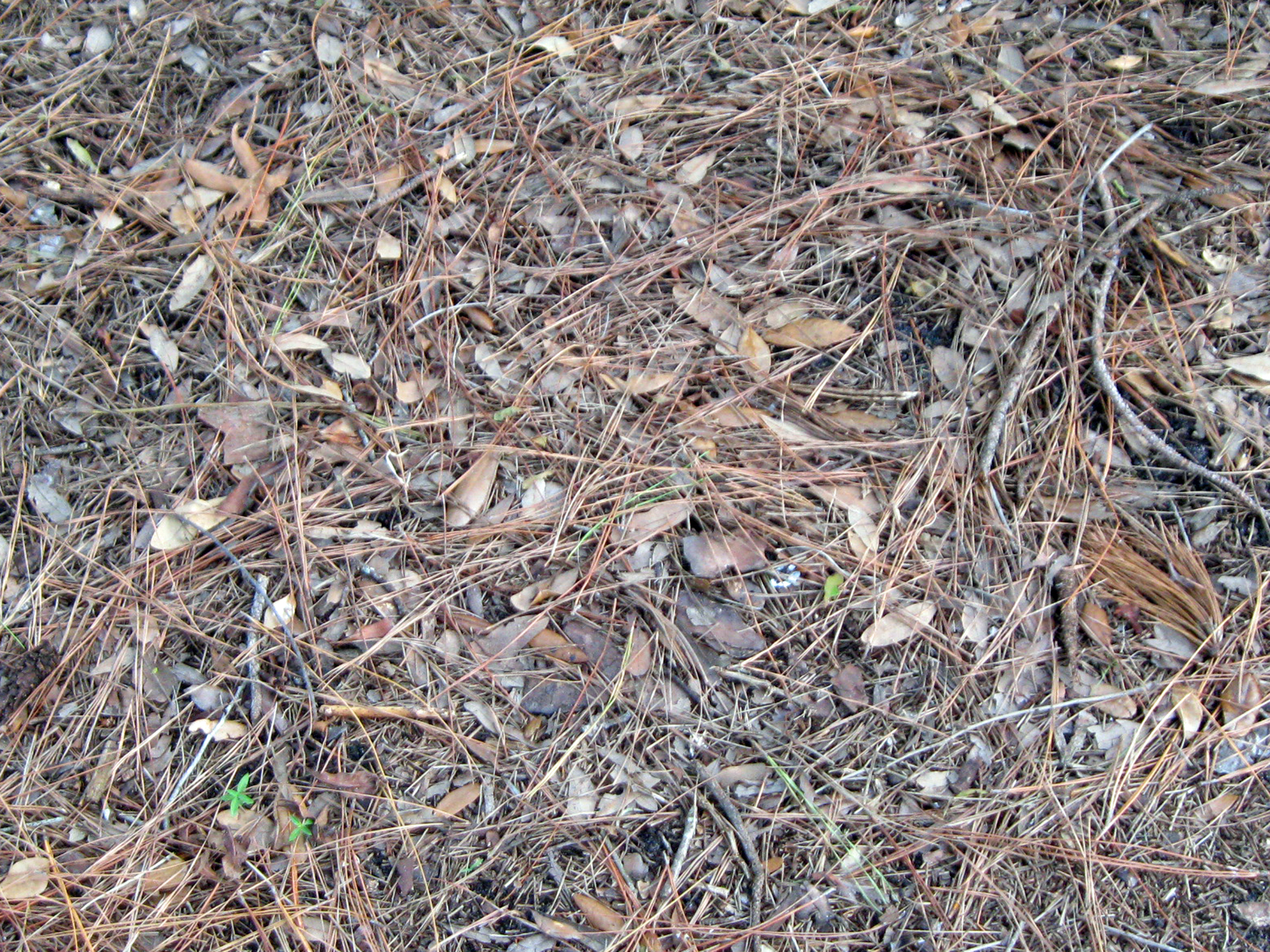 a patch of leaf litter lying on a forest floor