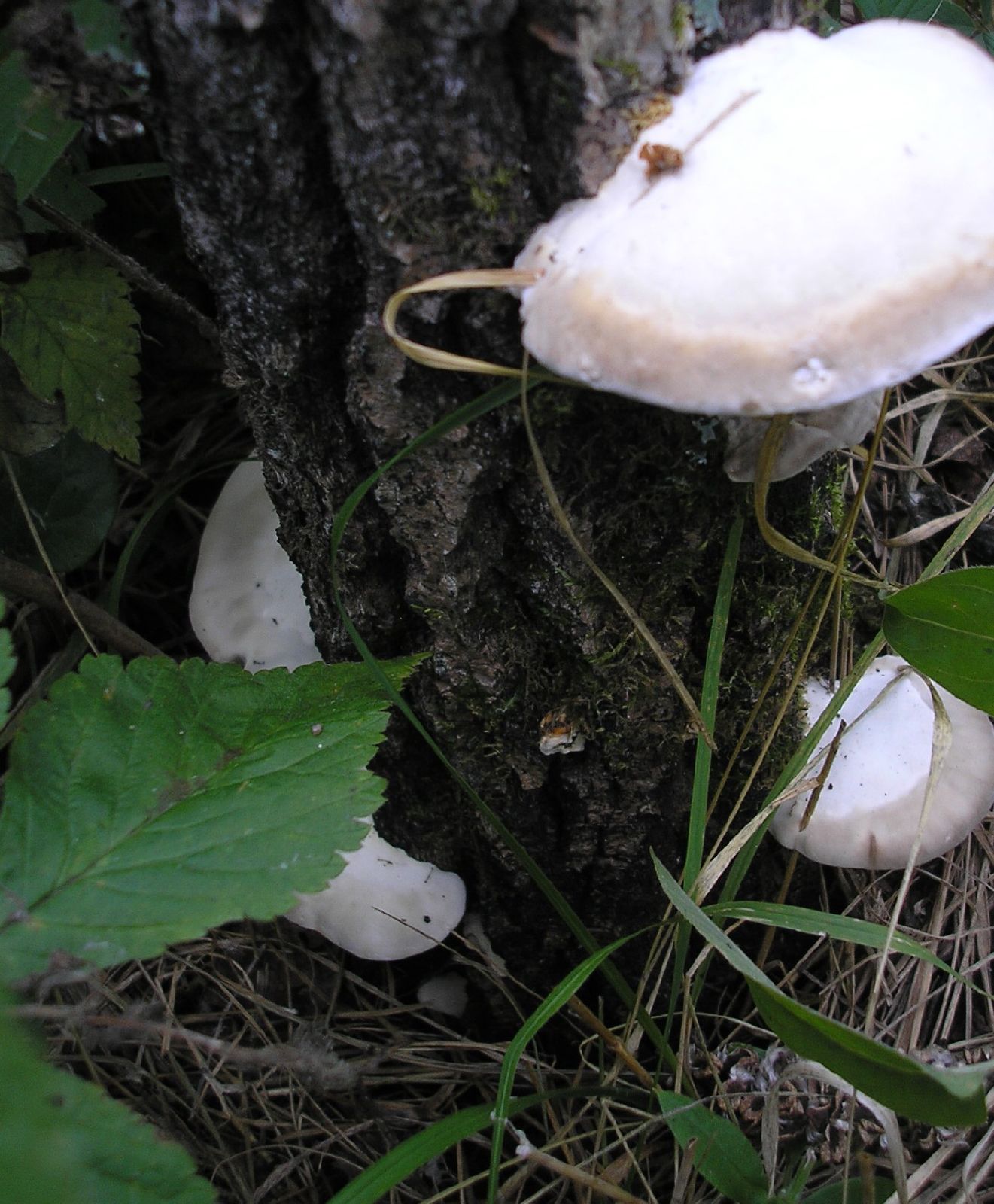 a couple of mushrooms growing out of the ground