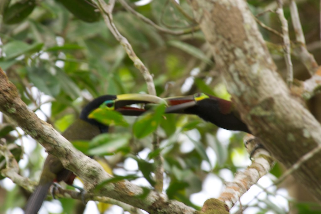 a toucan bird sitting on a tree nch