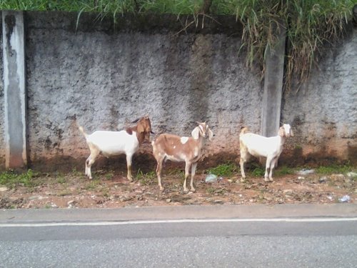 some white and brown goats standing by a road