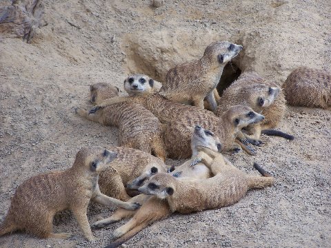 five meerkats laying on top of a sandy ground