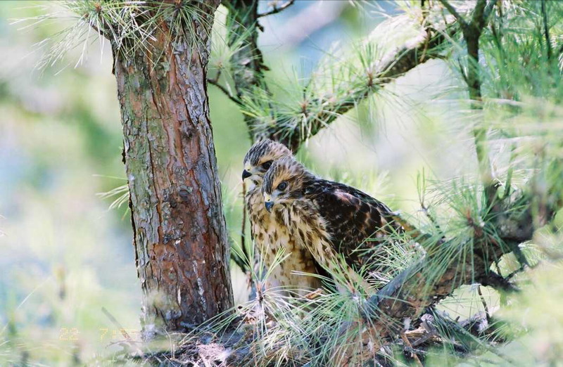 a large owl that is sitting in a tree