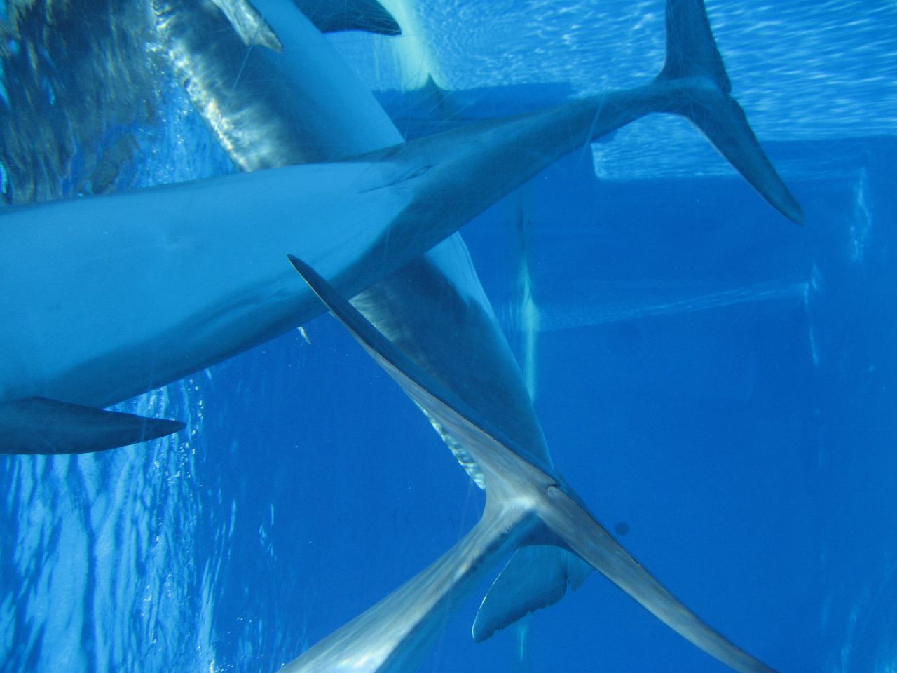 a group of large sharks swimming around in the water