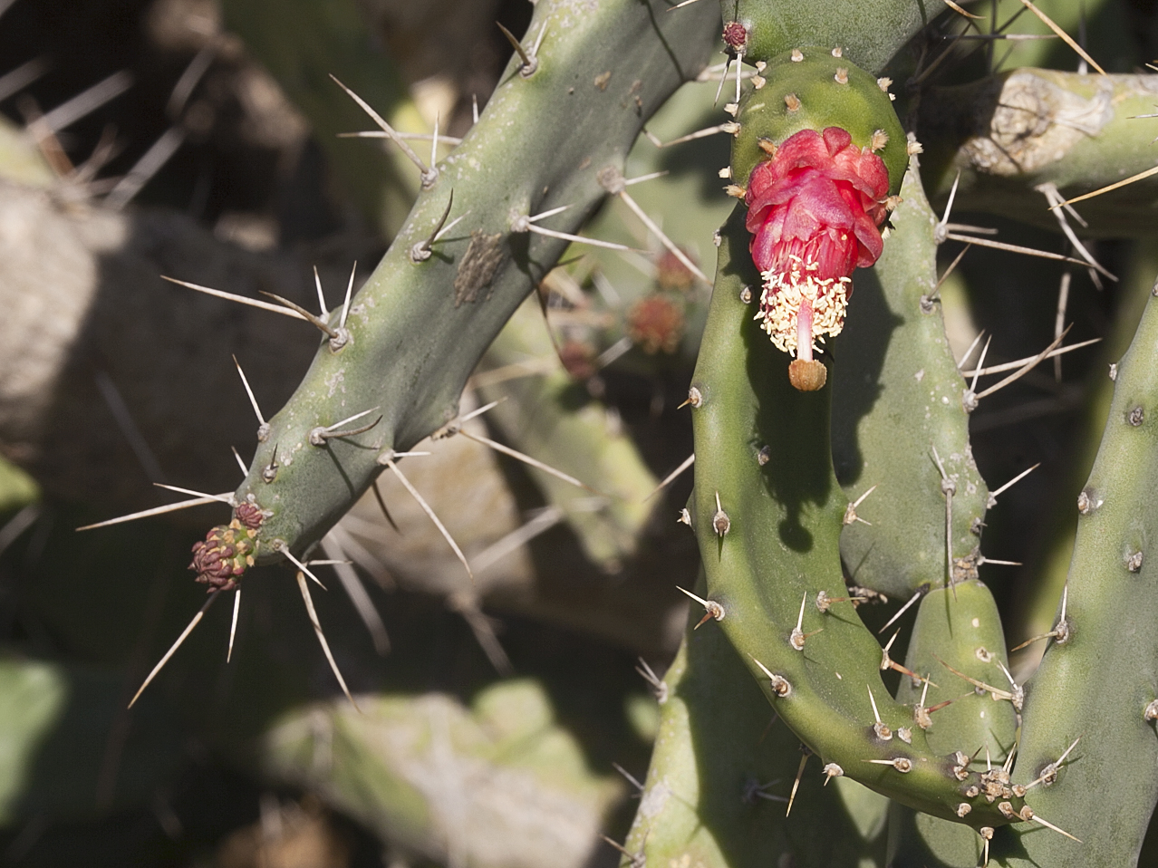 a flower on the side of a cactus