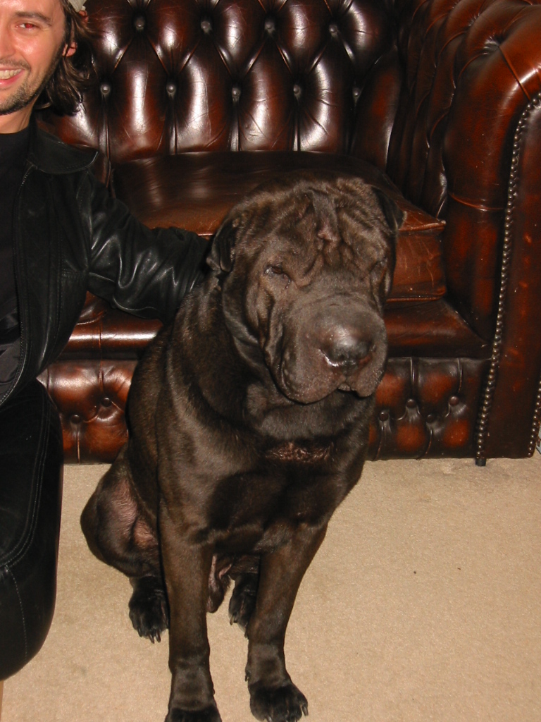 a brown leather chair with a large dog next to it