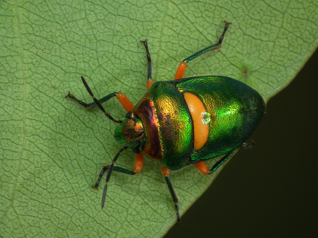 there is an adult male bug with orange dots on its legs