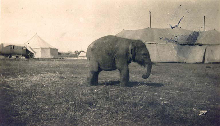 an old po with a small elephant standing in the grass