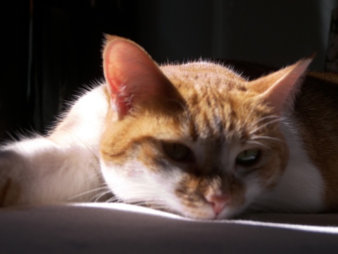 an orange and white cat laying on top of a couch