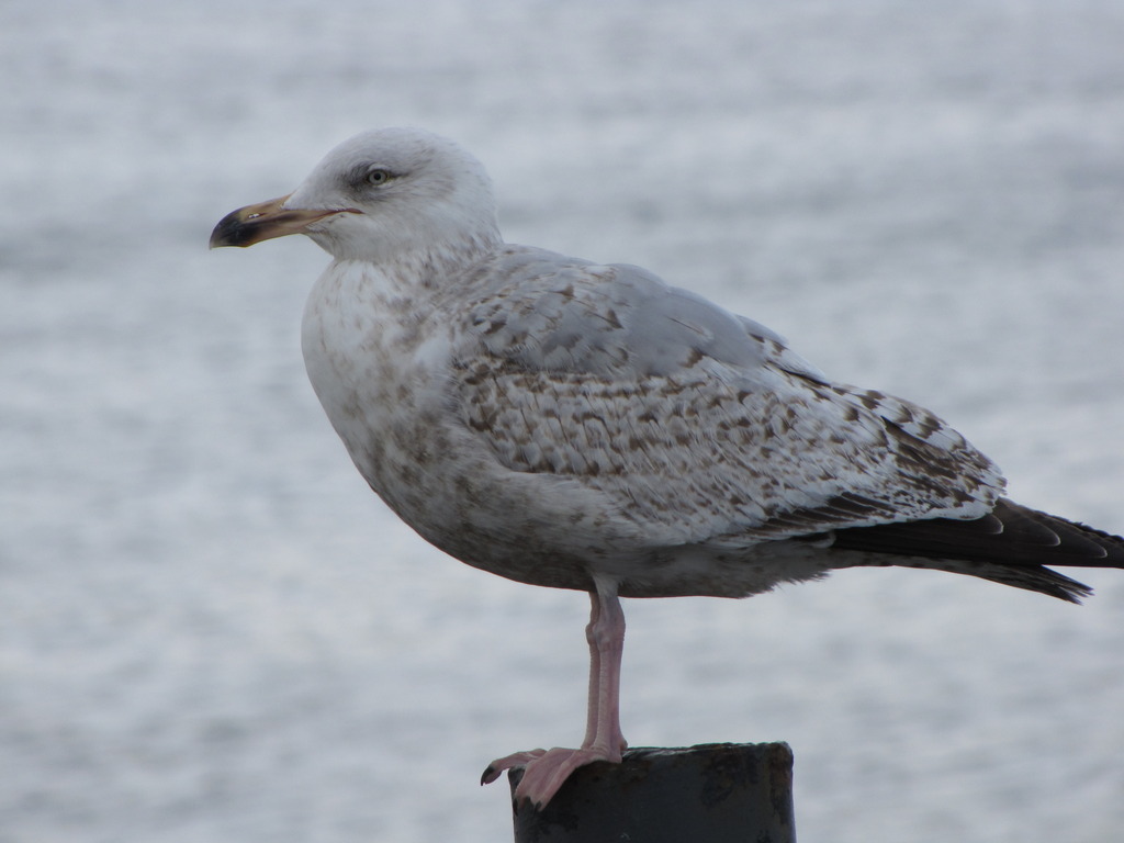 a seagull stands on a post and looks around