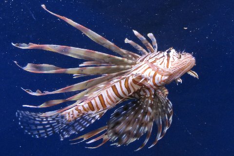 a lion fish floating on the blue water