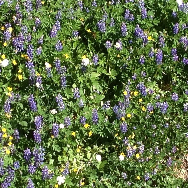 a blue and white plant with flowers growing next to it