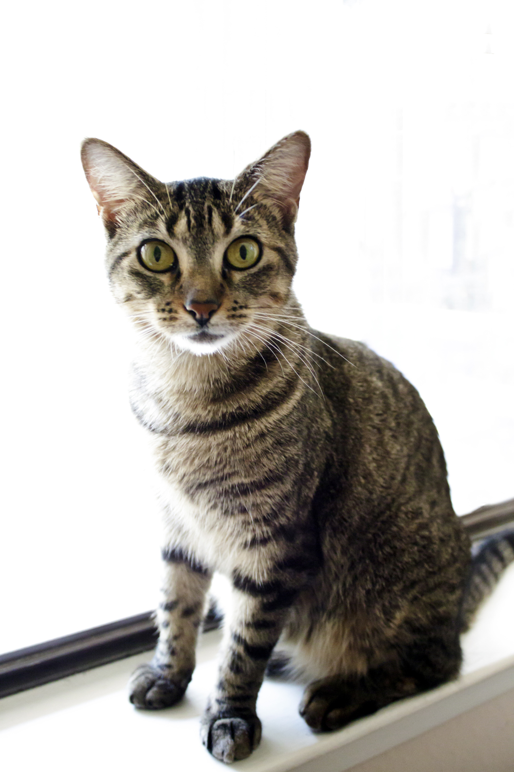 a cat sitting in a window sill looking out of it's glass