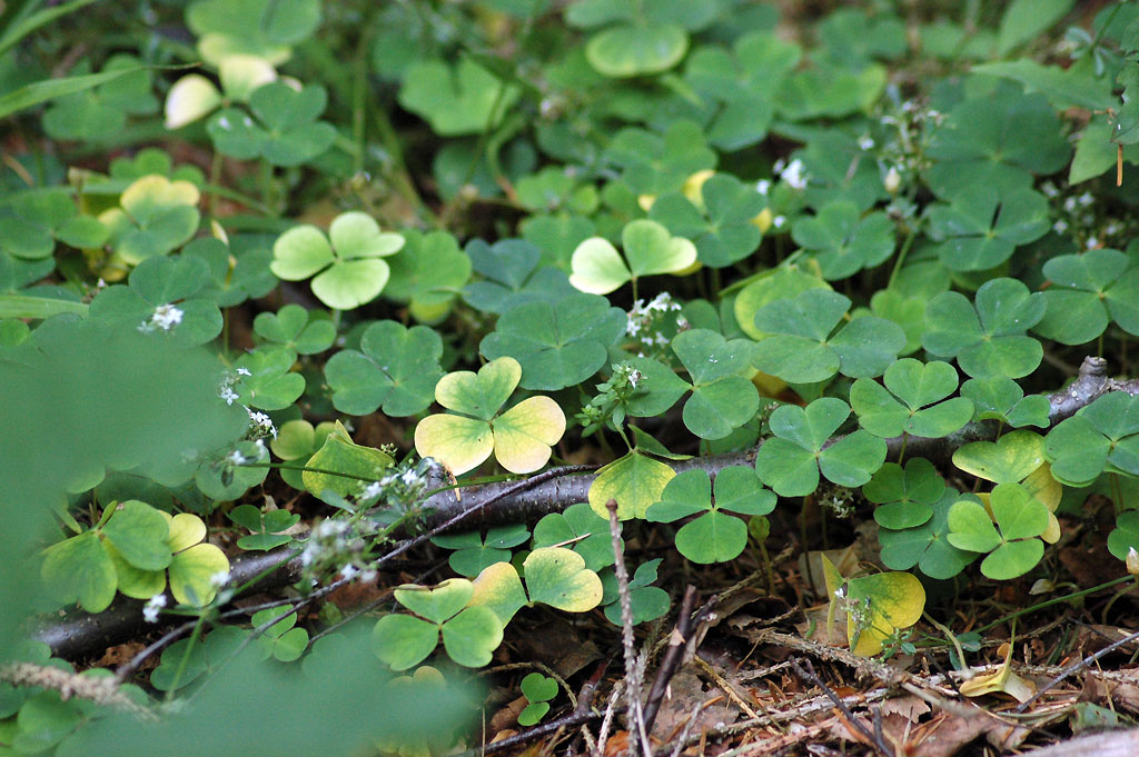 a bunch of plants with yellow leaves on the ground