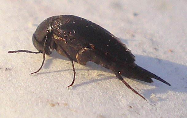 a small black bug sitting on top of snow