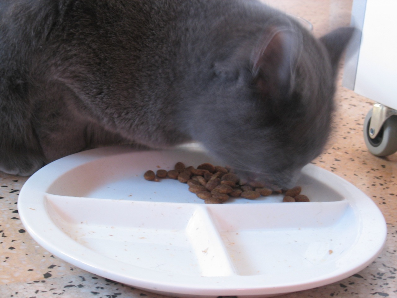 a cat eating food from a white dish