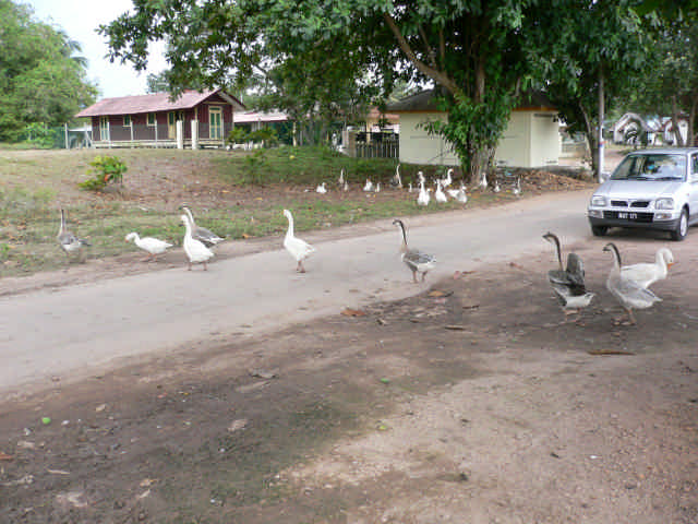 a group of birds crossing a dirt road