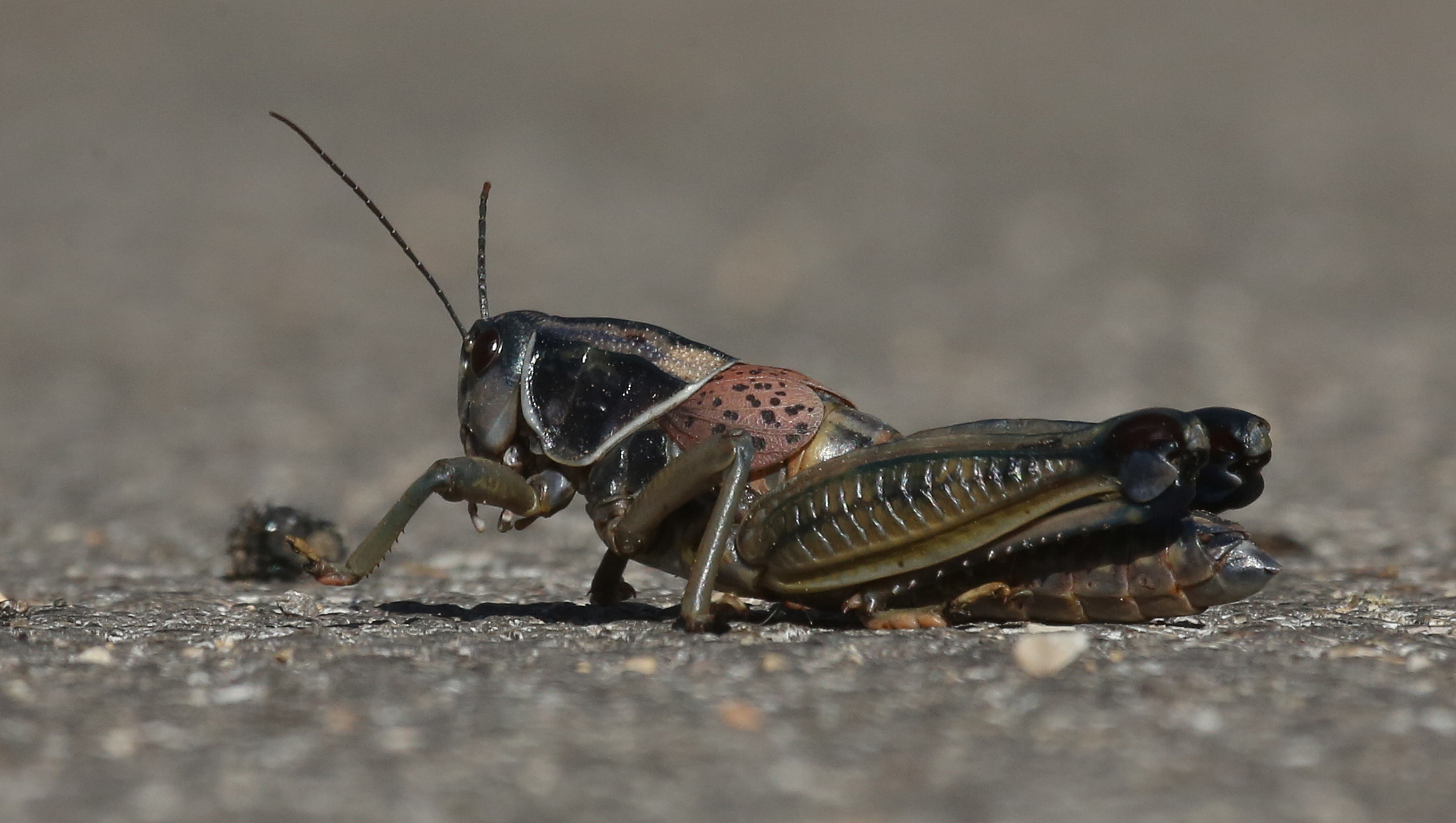 a close up of a grasshopper with an insect on the ground