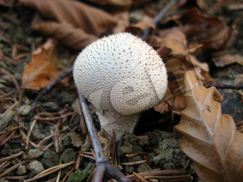 a white mushroom with long needles and a short stem