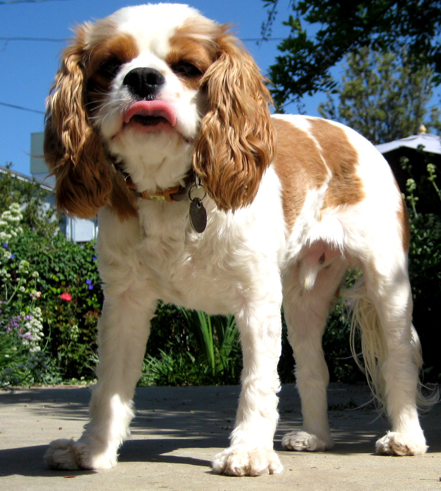 a small white and brown dog standing on a driveway