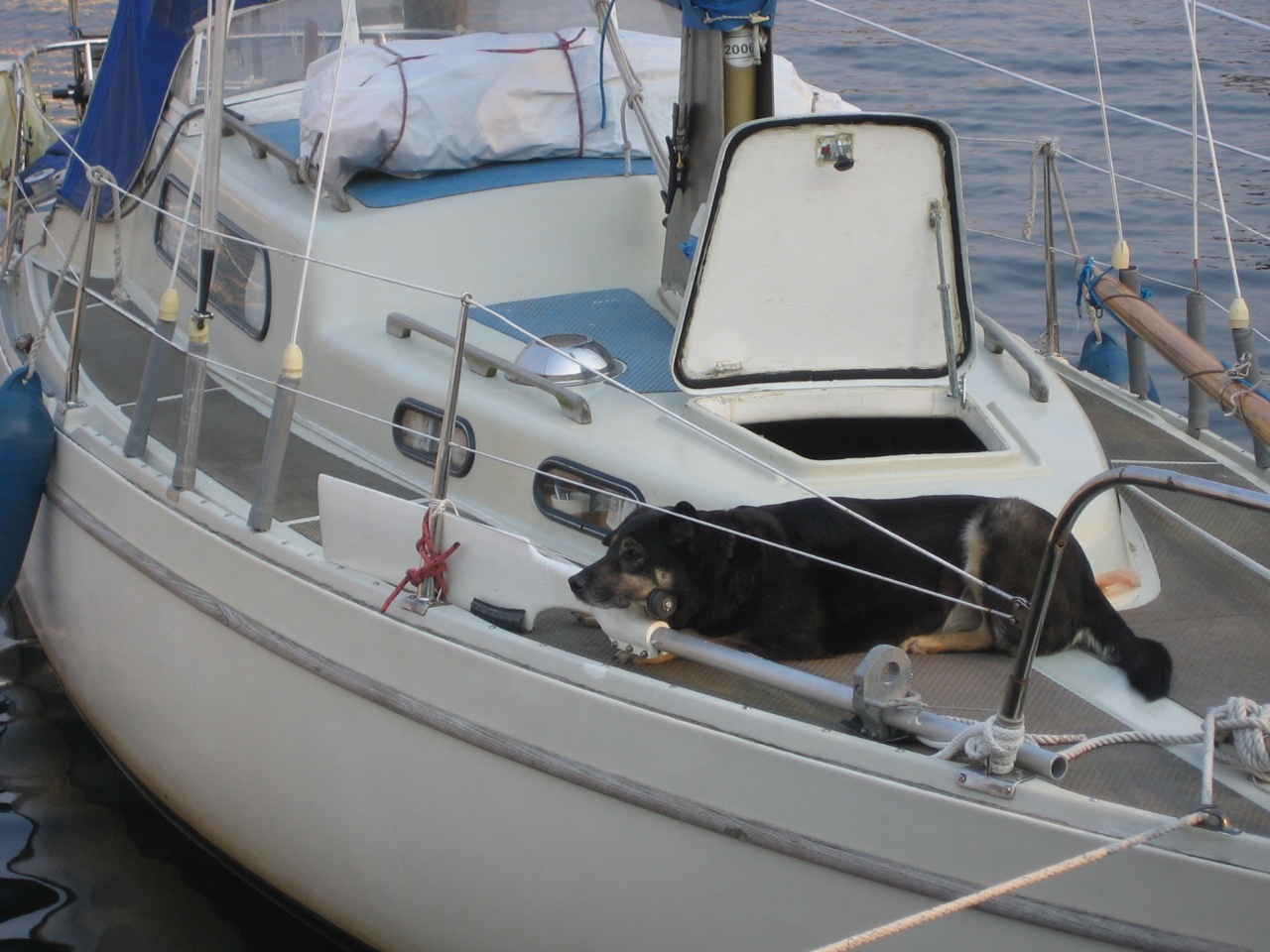 the dog is laying on a boat docked