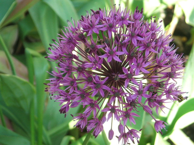 a close - up s of a flower that is purple and has many petals on it