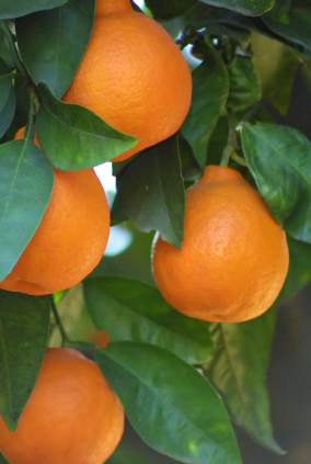 an orange tree is full of oranges growing