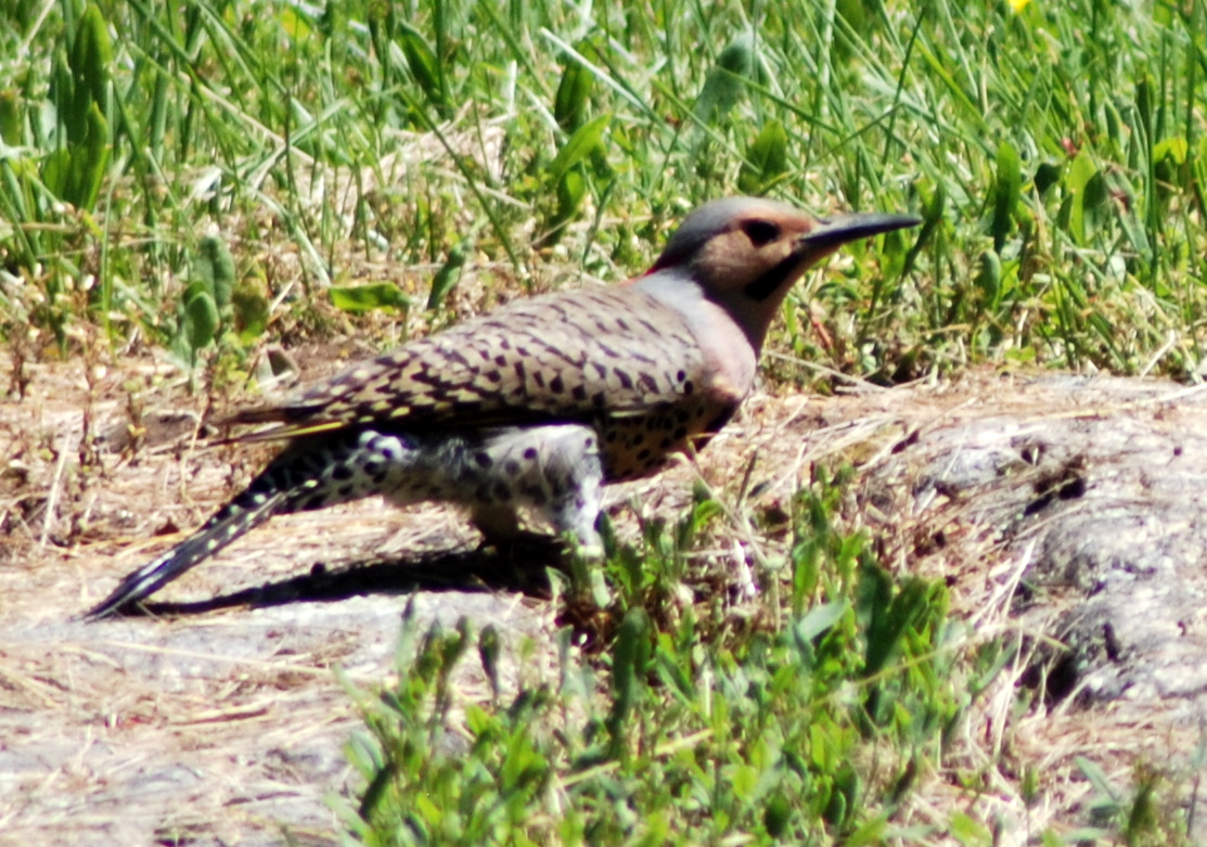 a bird stands in grass near a fallen rock