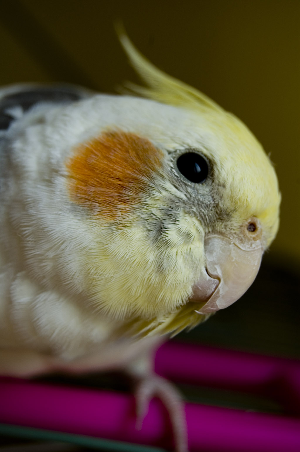 a close - up po of an adult bird looking