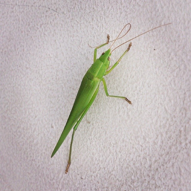 a big green insect is sitting on the wall