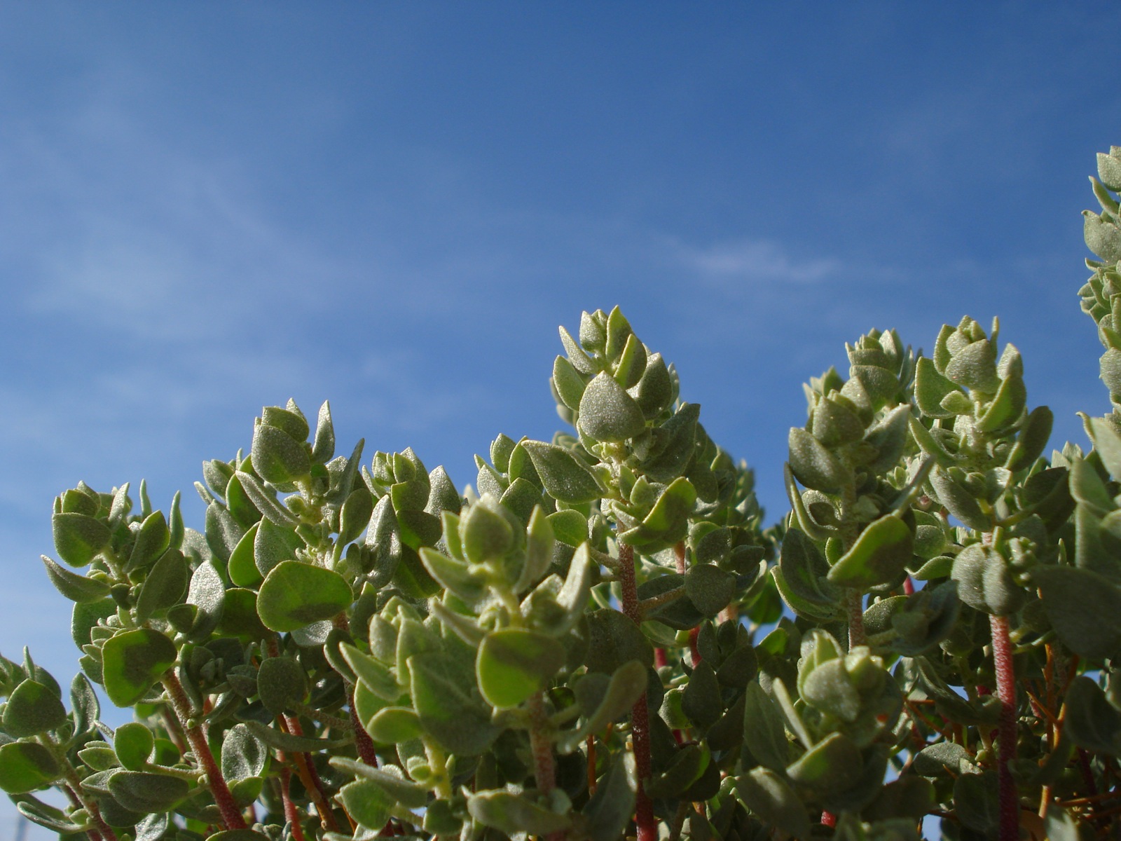 green plants under a blue sky in the sunshine