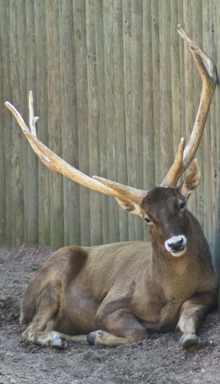 an antelope laying down on the ground near a wall