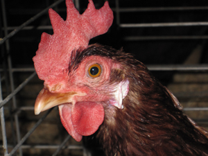 a chicken in its cage at night time