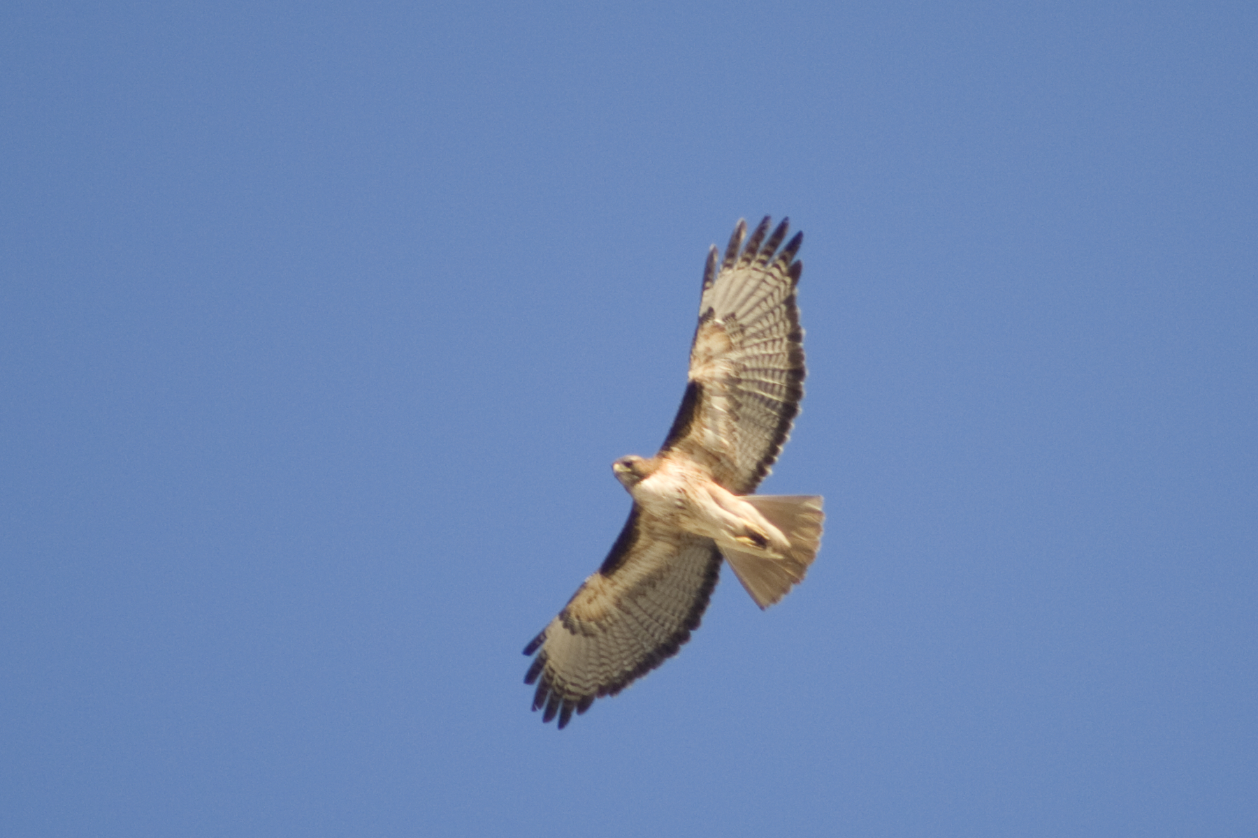 a bird flying in the air on a sunny day