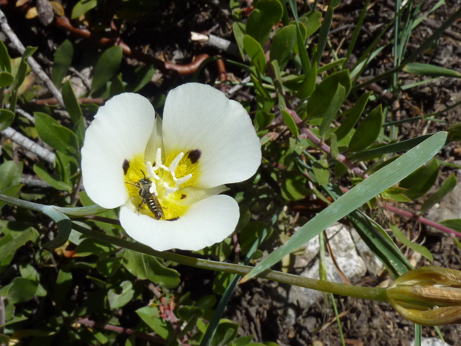 a flower that has a small bee on it