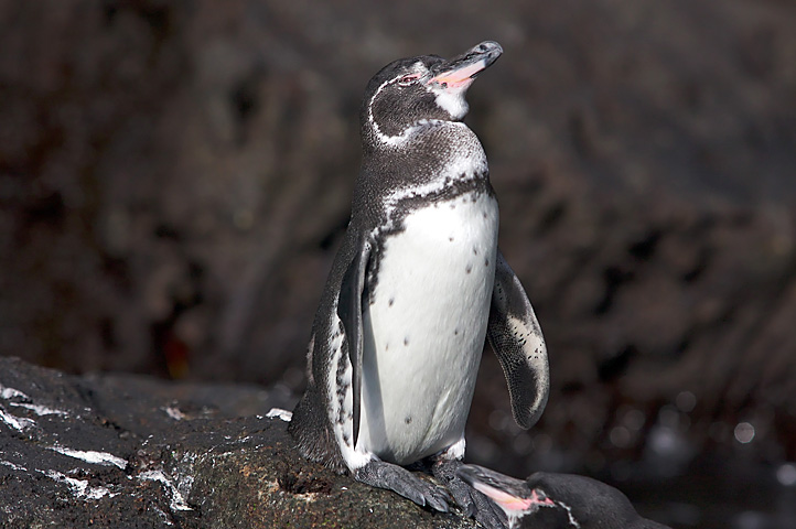 a penguin with its eyes closed standing on a rock