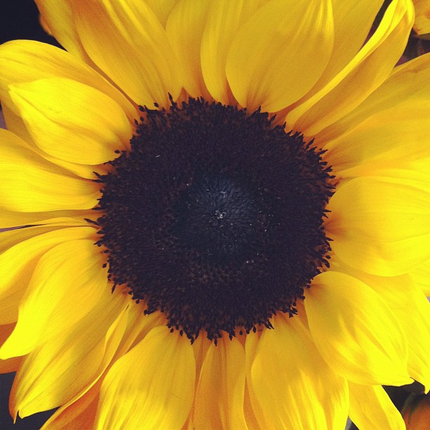 the center of a sunflower in full bloom