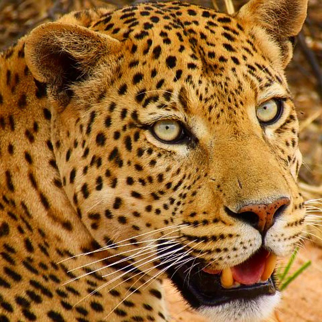 a leopard is making an aggressive face in this pograph
