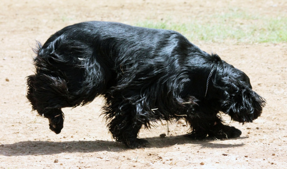 black dog with black legs bending on the dirt