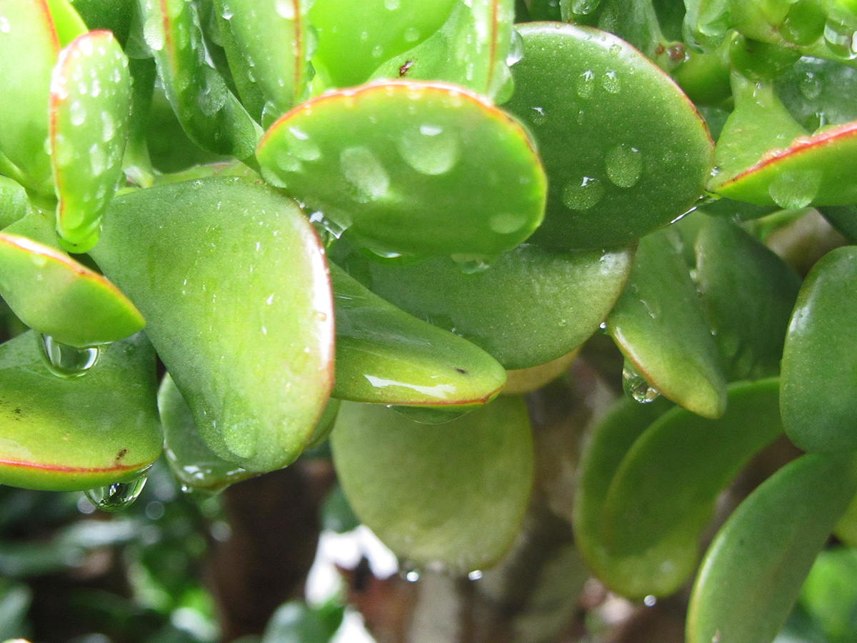 water droplets on leaves of a tree in the rain